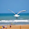 plage-normandie-mouette