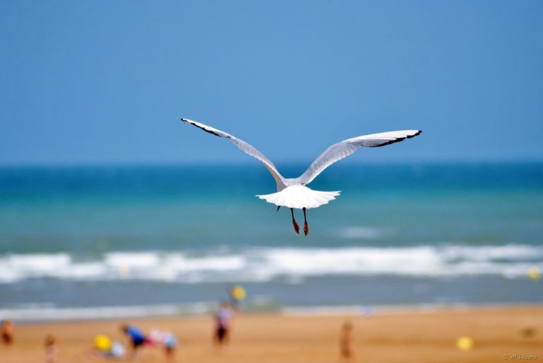 plage-normandie-mouette